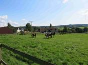 Die Pferde der Arche in Rostingen begrüßen die Wanderer