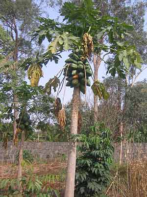 OB_Kamerun-222
