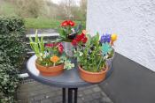 Frühlingsblumen liebevoll zusammngestellt eignen sich gut als Geschenk